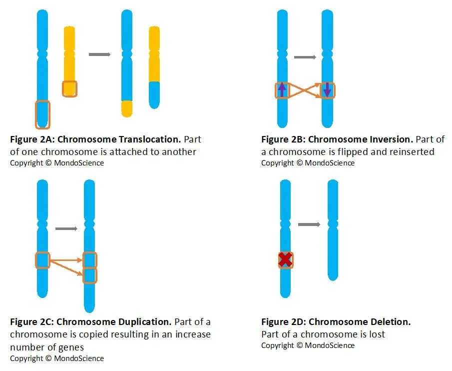 Genetic Mutations: Change, Change, Change — MondoScience